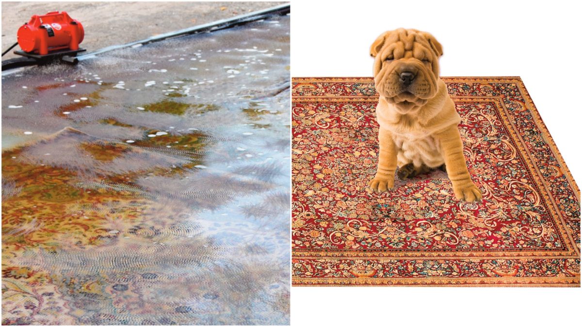 Pet Stain and Odor Removal Azhar's Oriental Rugs Miami, FL
